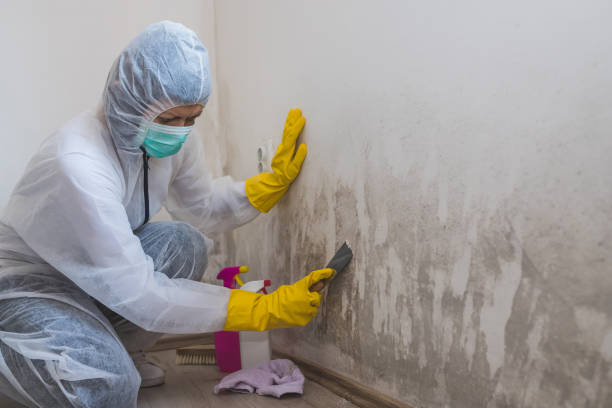 Best White Mold Remediation in Kettering, MD